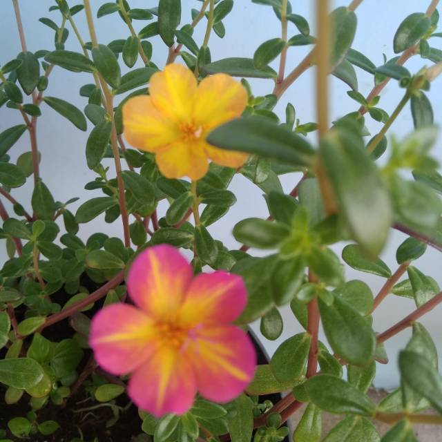 Krokot Starbella 7 stek batang bibit krokot starbella portulaca purslane mossrose mawar tanah