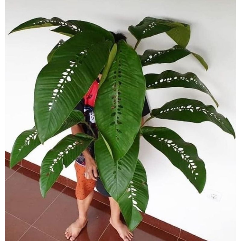 RHAPIDOPORA FORAMINIFERA / BUKAN MONSTERA ACCUMINATA, ADANSONII, OBLIQUA