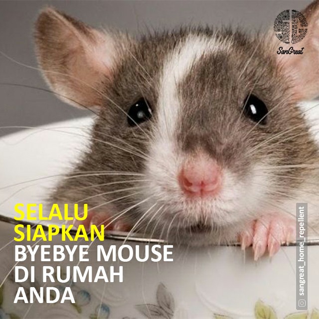 Kapur barus anti tikus curut organik pengusir tikus curut gel alami terbaik Bye  Bye mouse Rat Repellent untuk gudang rumah, kantor, rumah sakit, resto, hotel 250 gr