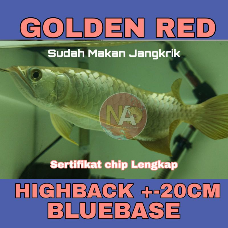Ikan Arwana / Arowana GOLDEN Red Highback HB ukuran 20cm / Bakat BLUEBASE / Gold Head