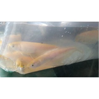 Arwana Silver Albino Shopee Indonesia