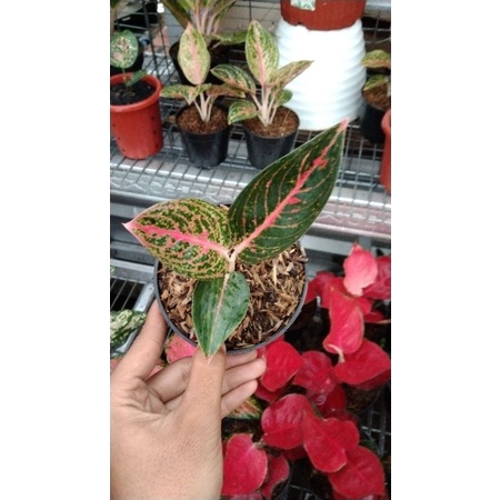 aglaonema Adelia baby