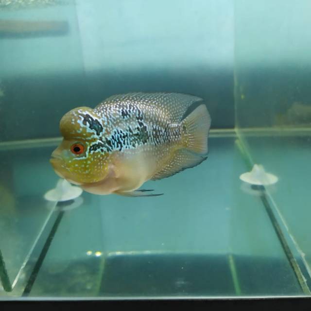 Louhan SRM Short Body