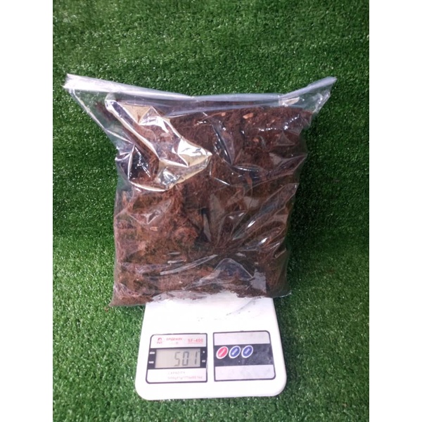 Moss akar hitam kadaka, 500gram, akar kadaka, steril, media anggrek