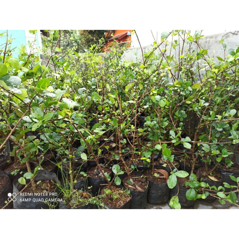 Bibit sianci  / cerry barbados