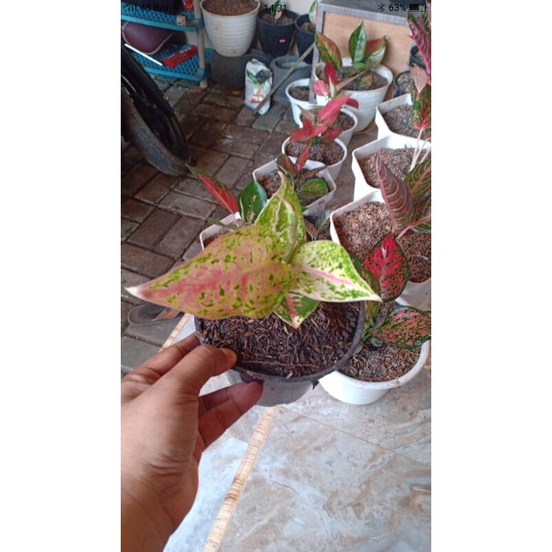 Tanaman hias aglonema srikandi thailand-Aglonema srikandi-Tanaman hias-Tanaman hias aglonema srikand