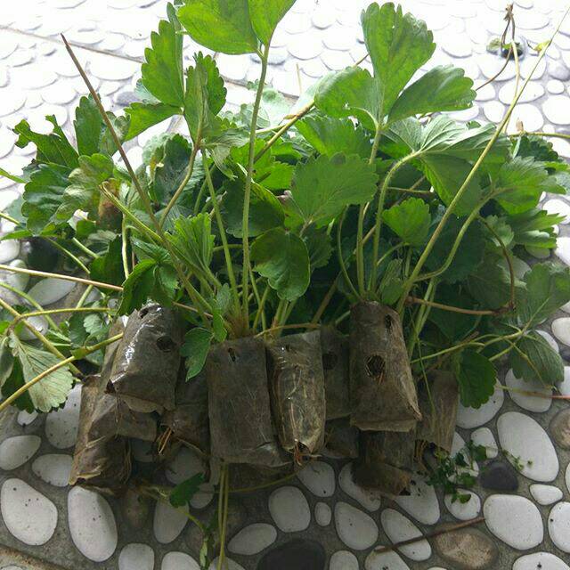 

Strawberry siap tanam