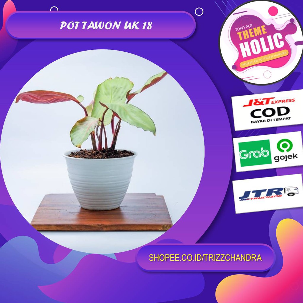 POT TAWON PUTIH 18 ASLI BJP BUNGA KEMBANG HIAS TANAMAN POT TAWON PUTIH 18 ASLI BJP BUNGA KEMBANG HIAS TANAMAN