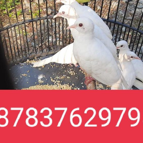 TERBARU|NEW STOCK|READY STOCK|BIG SALE BURUNG PERKUTUT PUTIH LURIK MM ATAU BURUNG PERKUTUT PUTIH MAT