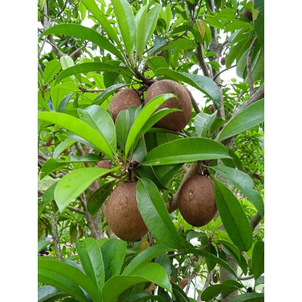 

Buah sawo muda / pentil sawo 500 gram-az