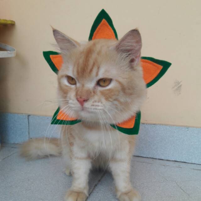 Collar hias untuk kucing &amp; anjing /Jual Baju Kucing Terlengkap &amp; Berkualitas size S-XL