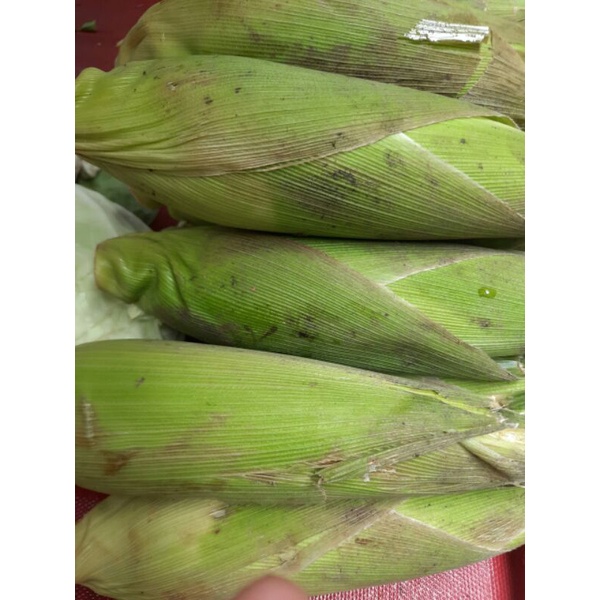 

jagung madu manis/1biji