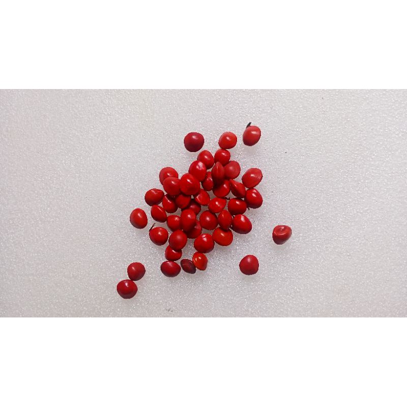 Biji saga merah