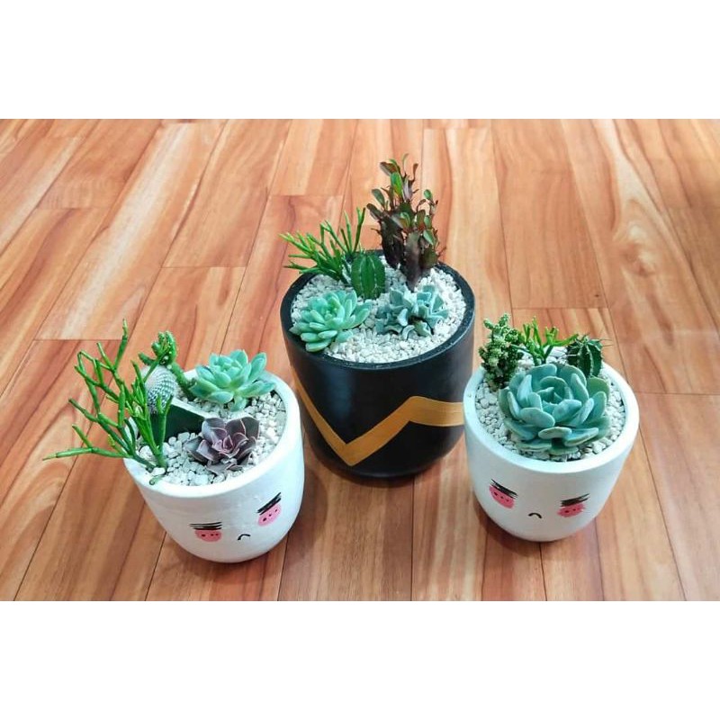 Tanaman Hias Terarium