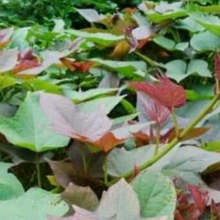 

paket bibit pakis sayur, singkong, ubi ungu