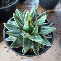 agave victoria