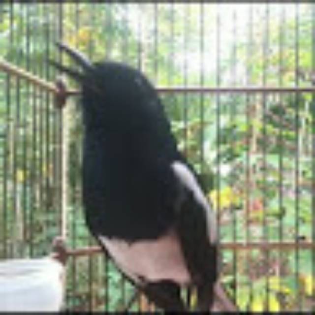 syaiinsyahadatdamanik