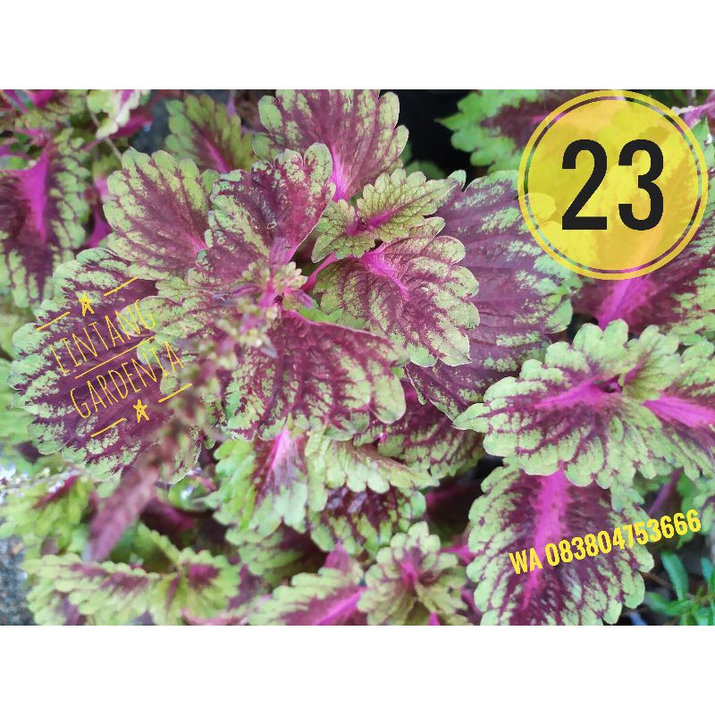 Miana Coleus id No 23