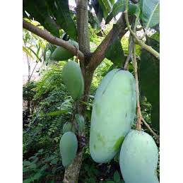 

Mangga Kiojay