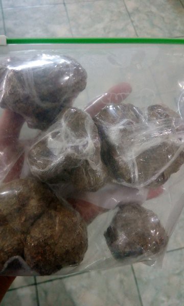 

Jamur Susu Harimau Jakarta No 1