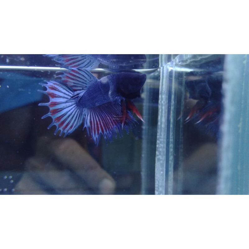 ikan cupang hias crowntail serit #CT03