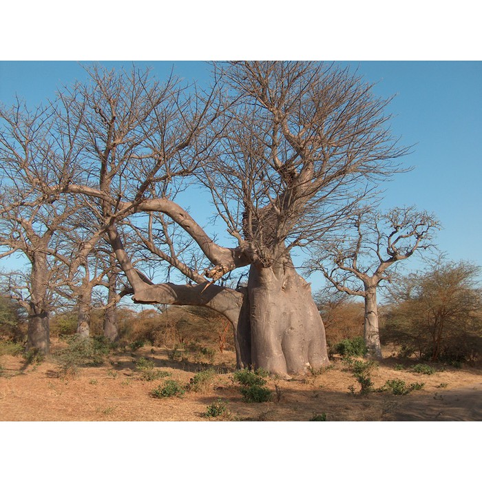 Benih Bibit Biji - Adansonia Baobab Digitata Pohon Asli Madagaskar Afrika Tree Seeds - IMPORT