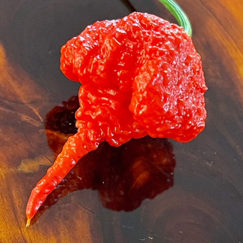 Benih Bibit Biji - Cabai Red Carolina Reaper Merah Pepper Seeds - Rekor Cabai Terpedas di Dunia