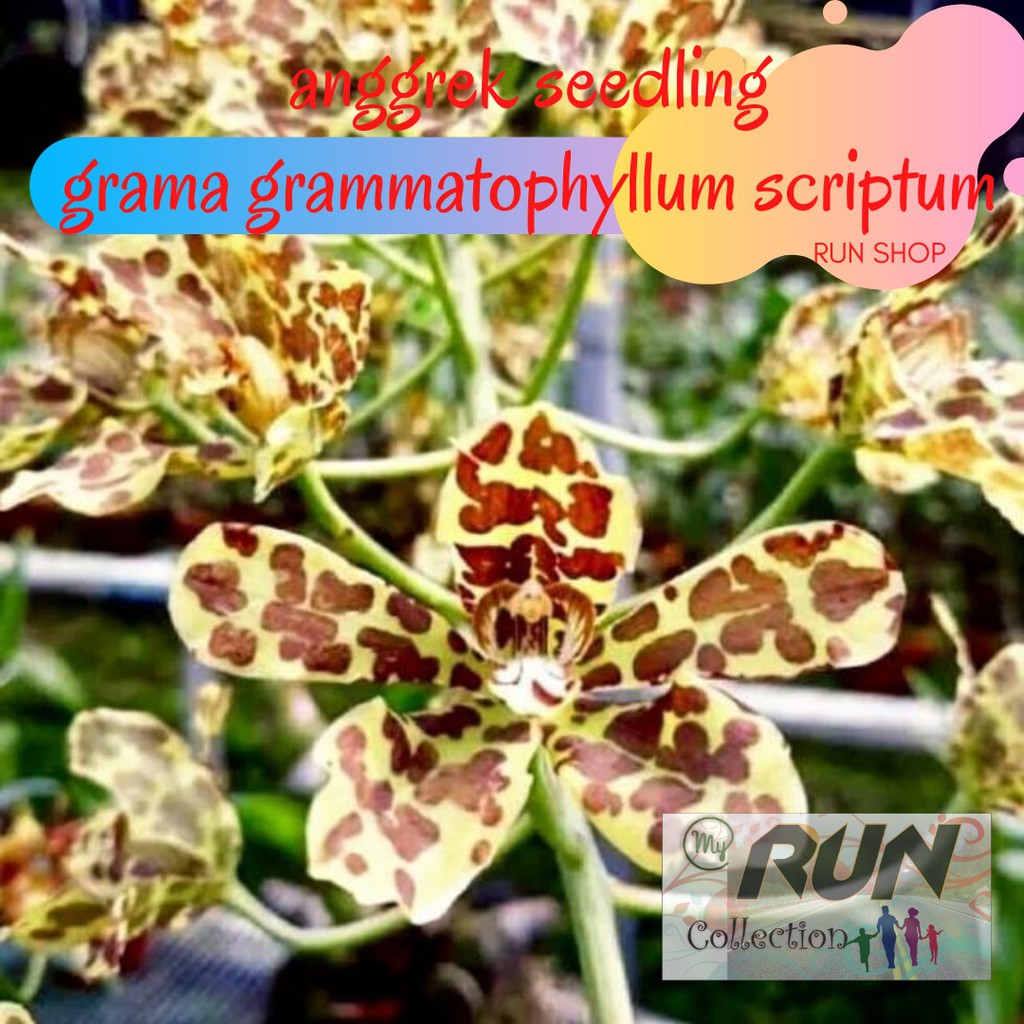Anggrek Seedling Grama Grammatophyllum Scriptum