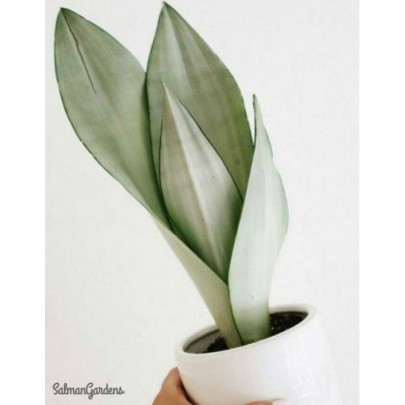 Tanaman hias sansevieria moonshine - Sansivera moonshine