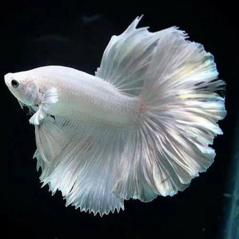 HM DUMBO EAR WHITE PLATINUM