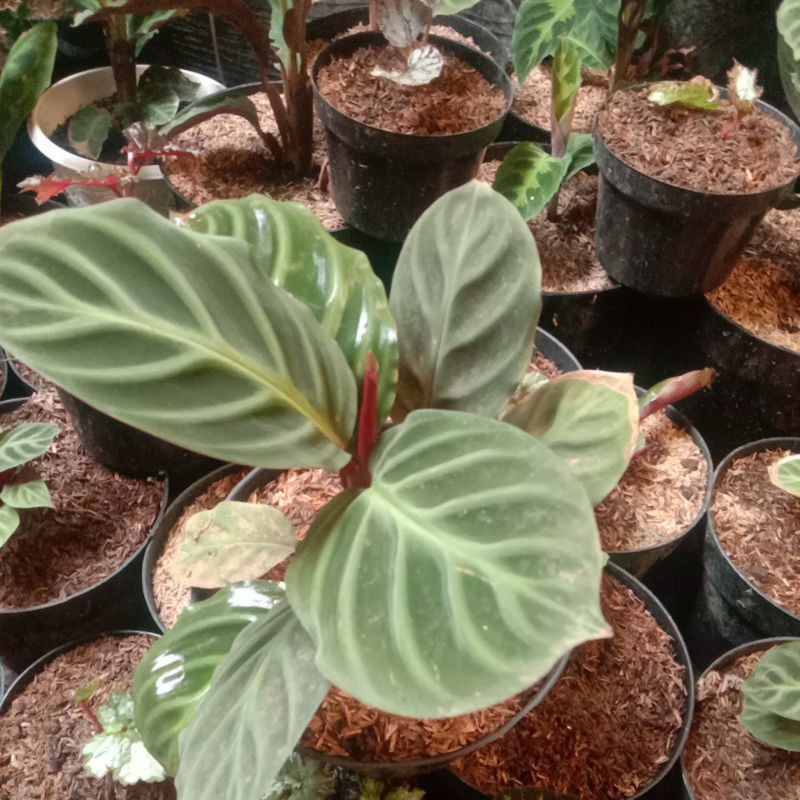 calatea ecuadoriana besar