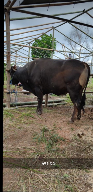 Crocodile Dentist Game / Mainan Gigi Buaya - Gigit Buaya -pa741