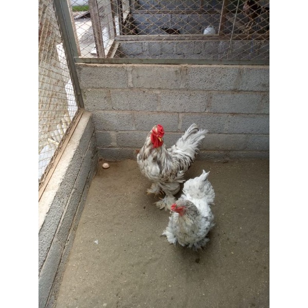 

TELUR AYAM HIAS BRAHMA COLOMBIA PURE LINE SIAP DI TETASKAN