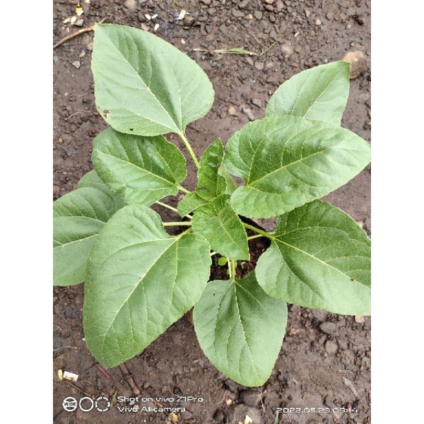pohon matahari bibit tanaman matahari bunga matahari