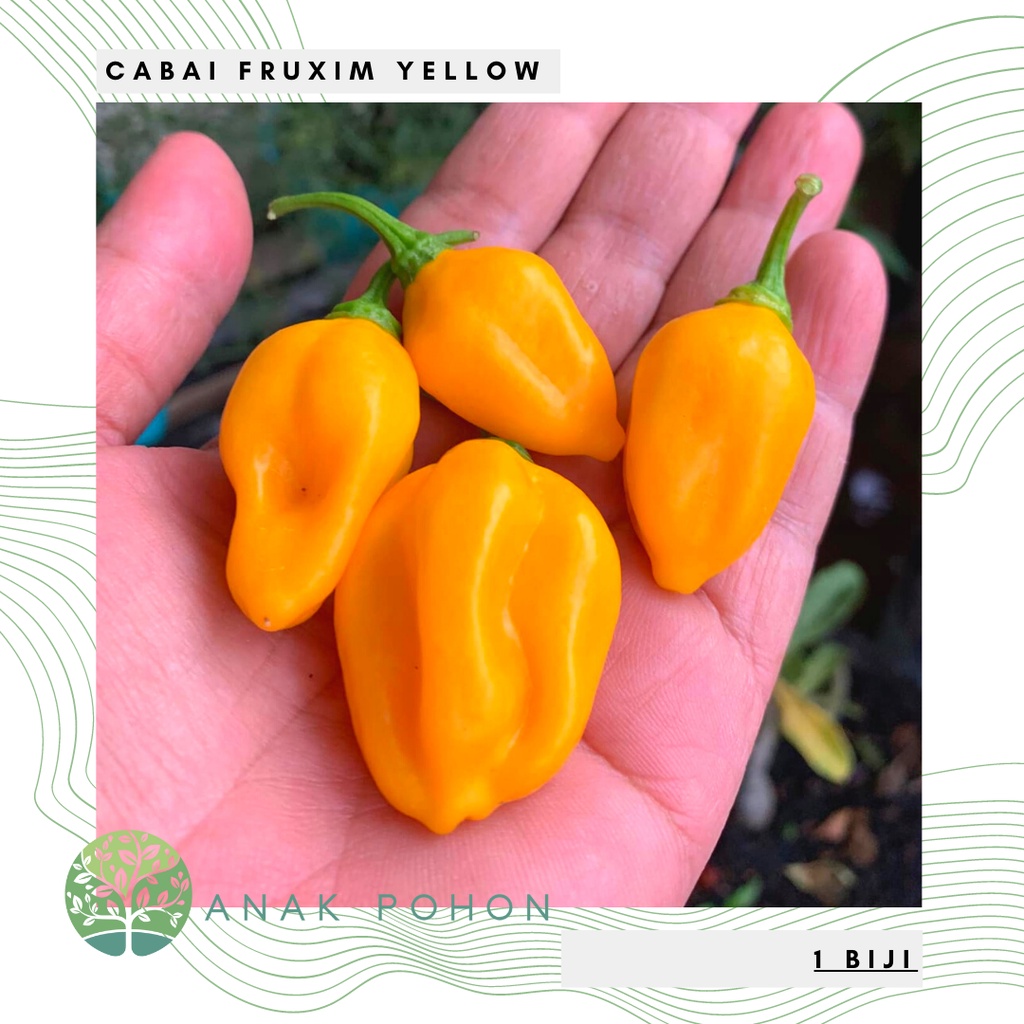 Benih Bibit Biji - Cabai Fruxim Yellow Cabe Pepper Seeds