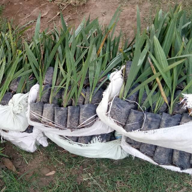 BIBIT KURMA TROPIS JANTAN H1