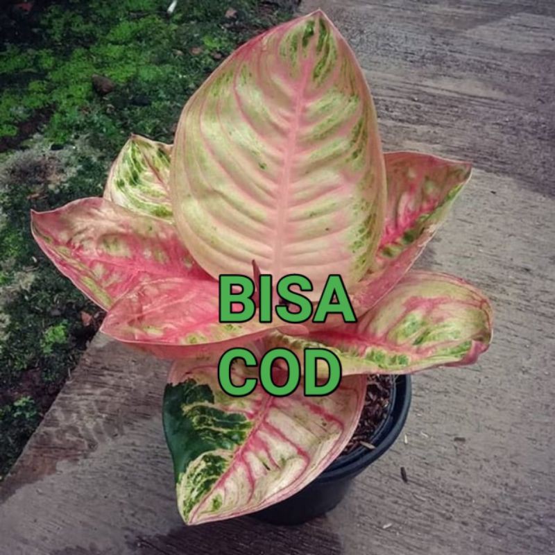 bonggol aglonema denpasar moon