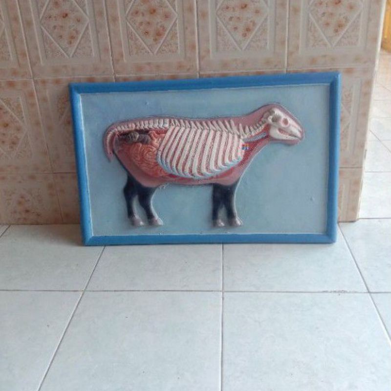 

Penampang Sapi alat peraga pendidikan ukuran 63x40cm