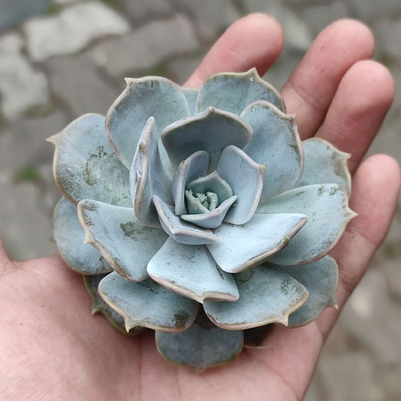 Sukulen Import Echeveria Lilacina