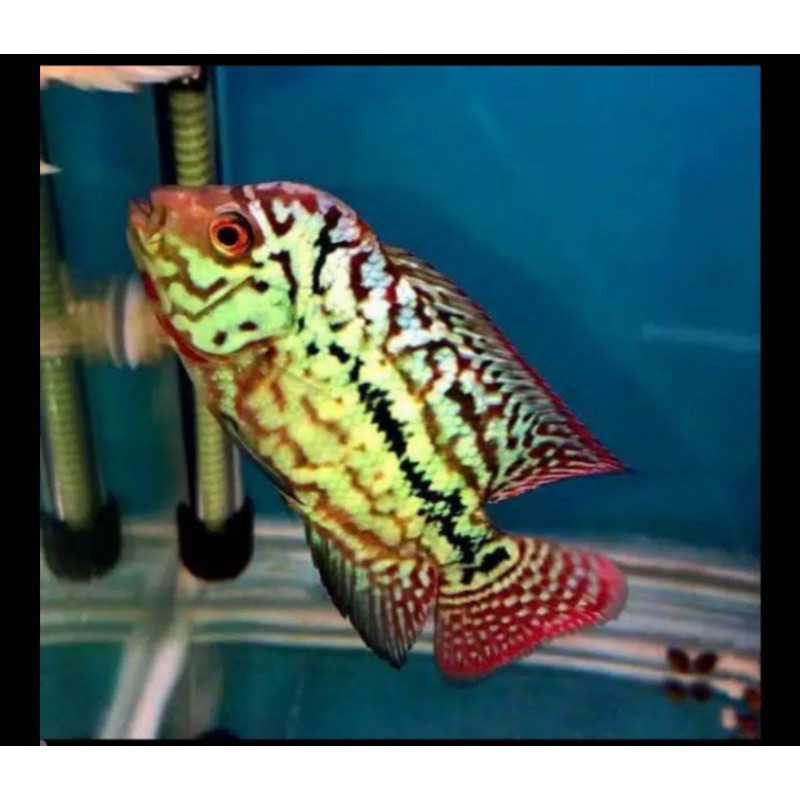 ikan louhan king kamfa ori barang imfort thailand bukan kw