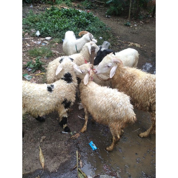 

domba bakalan/dombaaqiqah/dombabetina/kambing
