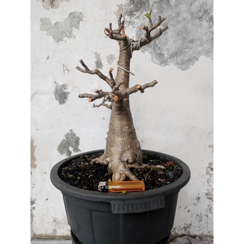 POHON  BONSAI Adenium Arabicum Yaman Tua Formal Style