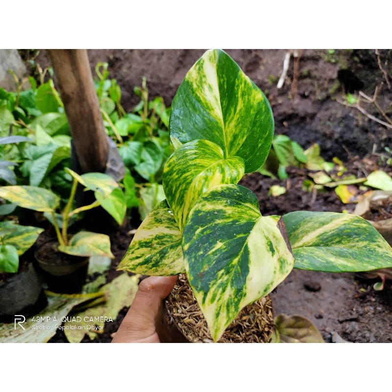 Epipremnum aureum Variegata Yellow
