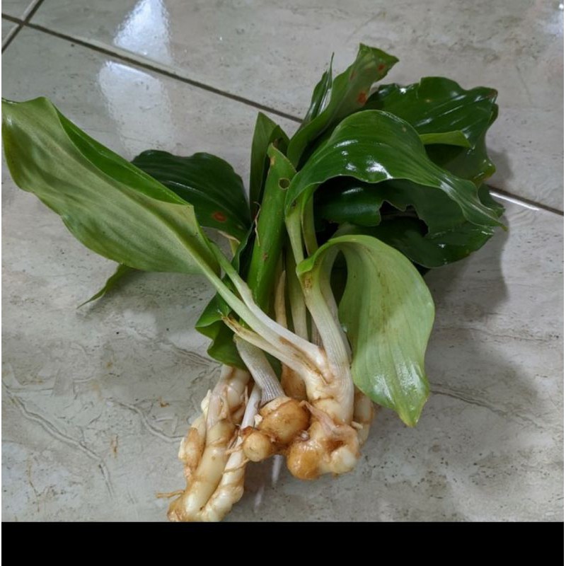 BENIH BIBIT KENCUR TUNAS RIMPANG CIKUR