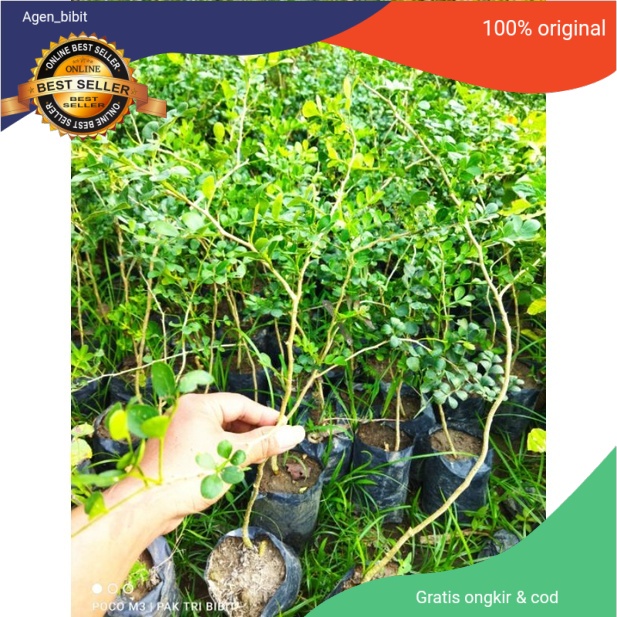 bahan bonsai kawista batu /Bibit kawista