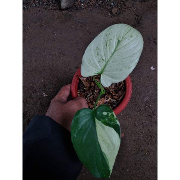 homalomena mint variegated