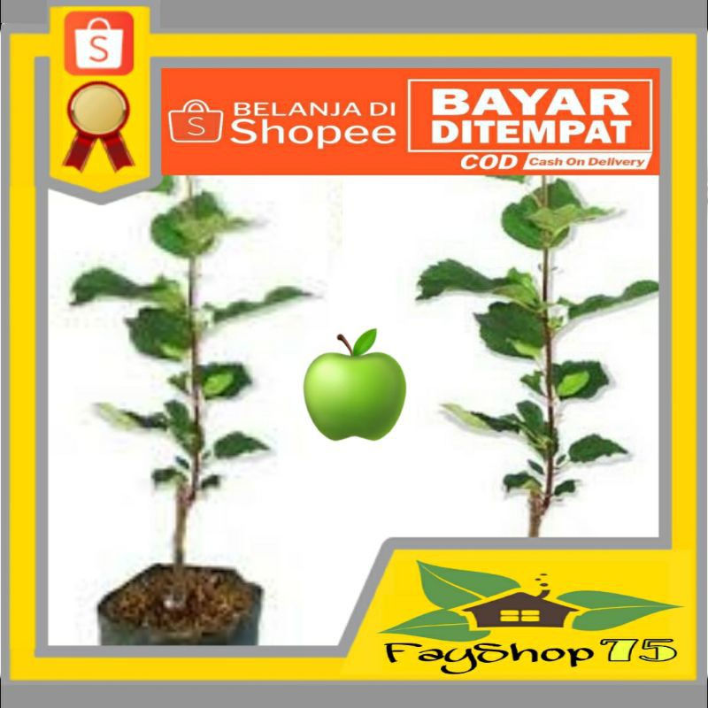 

2bibit apel unggulan