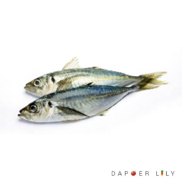 

Ikan kembung