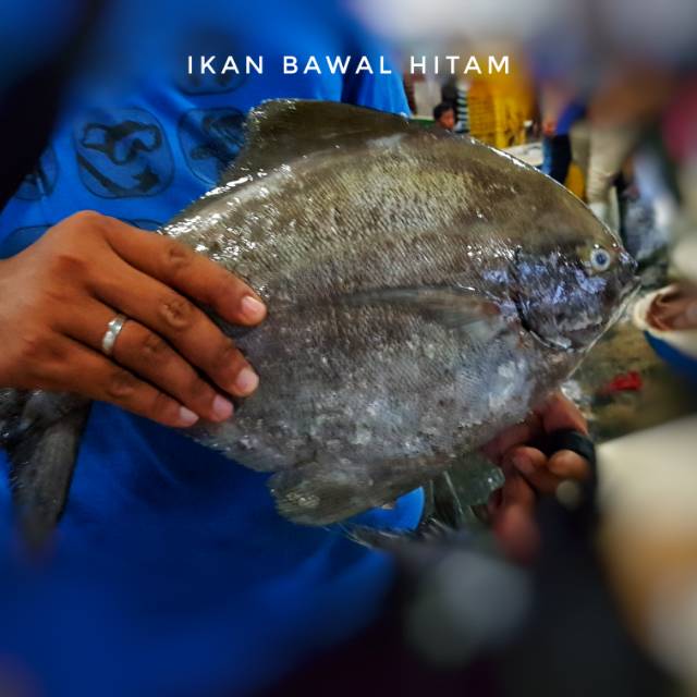 

Bawal hitam FRESH