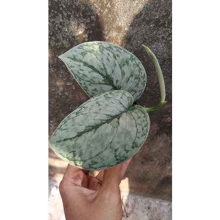 Scindapsus Silver Splash/Scindapsus Silver Cloud
